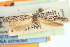  ( - CNCLEP00100840)  @11 [ ] CreativeCommons - Attribution (2013) CNC/CBG Photography Group Centre for Biodiversity Genomics