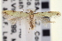  (Taygete citrinella - CNCLEP00100909)  @14 [ ] CreativeCommons - Attribution (2013) CNC/CBG Photography Group Centre for Biodiversity Genomics