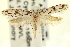  (Nemapogon defectella - CNCLEP00100920)  @14 [ ] CreativeCommons - Attribution (2013) CNC/CBG Photography Group Centre for Biodiversity Genomics