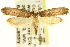  ( - CNCLEP00100922)  @14 [ ] CreativeCommons - Attribution (2013) CNC/CBG Photography Group Centre for Biodiversity Genomics