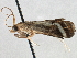 (Parapoynx seminealis - CNCLEP00101271)  @14 [ ] CreativeCommons - Attribution (2013) CNC/CBG Photography Group Centre for Biodiversity Genomics