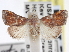  ( - CNCLEP00101279)  @13 [ ] CreativeCommons - Attribution (2013) CNC/CBG Photography Group Centre for Biodiversity Genomics