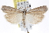  ( - CNCLEP00101281)  @12 [ ] CreativeCommons - Attribution (2013) CNC/CBG Photography Group Centre for Biodiversity Genomics