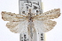  ( - CNCLEP00101286)  @14 [ ] CreativeCommons - Attribution (2013) CNC/CBG Photography Group Centre for Biodiversity Genomics