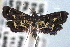  ( - CNCLEP00101333)  @11 [ ] CreativeCommons - Attribution (2013) CNC/CBG Photography Group Centre for Biodiversity Genomics