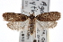  ( - CNCLEP00101359)  @14 [ ] CreativeCommons - Attribution (2013) CNC/CBG Photography Group Centre for Biodiversity Genomics