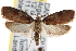  (Agonopterix lythrella - CNCLEP00101361)  @15 [ ] CreativeCommons - Attribution (2013) CNC/CBG Photography Group Centre for Biodiversity Genomics