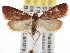  ( - CNCLEP00101497)  @14 [ ] CreativeCommons - Attribution (2013) CNC/CBG Photography Group Centre for Biodiversity Genomics