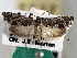  ( - CNCLEP00101566)  @11 [ ] CreativeCommons - Attribution (2013) CBG Photography Group Centre for Biodiversity Genomics