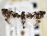  ( - CNCLEP00101568)  @11 [ ] CreativeCommons - Attribution (2013) CBG Photography Group Centre for Biodiversity Genomics