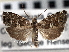  ( - CNCLEP00101578)  @14 [ ] CreativeCommons - Attribution (2013) CBG Photography Group Centre for Biodiversity Genomics