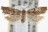  ( - CNCLEP00101629)  @13 [ ] CreativeCommons - Attribution (2013) CNC/CBG Photography Group Centre for Biodiversity Genomics