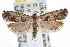  (Eucosma jejunana - CNCLEP00101634)  @11 [ ] CreativeCommons - Attribution (2013) CNC/CBG Photography Group Centre for Biodiversity Genomics