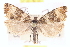  ( - CNCLEP00101691)  @13 [ ] CreativeCommons - Attribution (2013) CNC/CBG Photography Group Centre for Biodiversity Genomics