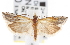  ( - CNCLEP00101711)  @11 [ ] CreativeCommons - Attribution (2013) CNC/CBG Photography Group Centre for Biodiversity Genomics
