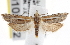  ( - CNCLEP00101712)  @11 [ ] CreativeCommons - Attribution (2013) CNC/CBG Photography Group Centre for Biodiversity Genomics