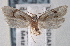 ( - CNCLEP00101774)  @14 [ ] CreativeCommons - Attribution (2013) CNC/CBG Photography Group Centre for Biodiversity Genomics