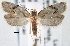  ( - CNCLEP00101775)  @14 [ ] CreativeCommons - Attribution (2013) CNC/CBG Photography Group Centre for Biodiversity Genomics