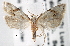  ( - CNCLEP00101776)  @14 [ ] CreativeCommons - Attribution (2013) CNC/CBG Photography Group Centre for Biodiversity Genomics
