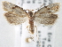  (Aethes patricia - CNCLEP00101777)  @14 [ ] CreativeCommons - Attribution (2013) CNC/CBG Photography Group Centre for Biodiversity Genomics
