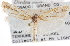  ( - CNCLEP00101786)  @11 [ ] CreativeCommons - Attribution (2013) CNC/CBG Photography Group Centre for Biodiversity Genomics