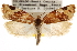  (Argyrotaenia coloradana - CNCLEP00101791)  @15 [ ] CreativeCommons - Attribution (2013) CNC/CBG Photography Group Centre for Biodiversity Genomics