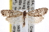  ( - CNCLEP00101796)  @13 [ ] CreativeCommons - Attribution (2013) CNC/CBG Photography Group Centre for Biodiversity Genomics