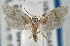  ( - CNCLEP00101805)  @11 [ ] CreativeCommons - Attribution (2013) CNC/CBG Photography Group Centre for Biodiversity Genomics
