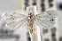  ( - CNCLEP00101827)  @11 [ ] CreativeCommons - Attribution (2013) CNC/CBG Photography Group Centre for Biodiversity Genomics
