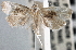  ( - CNCLEP00101829)  @11 [ ] CreativeCommons - Attribution (2013) CNC/CBG Photography Group Centre for Biodiversity Genomics
