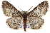  (Parapheromia cassinoi - CNCLEP00102119)  @15 [ ] CreativeCommons - Attribution (2012) CNC/CBG Photography Group Centre for Biodiversity Genomics