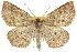  (Metarranthis amyrisaria - CNCLEP00102132)  @15 [ ] CreativeCommons - Attribution (2012) CNC/CBG Photography Group Centre for Biodiversity Genomics