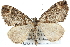  ( - CNCLEP00102167)  @14 [ ] CreativeCommons - Attribution (2012) CNC/CBG Photography Group Centre for Biodiversity Genomics