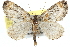  ( - CNCLEP00102168)  @14 [ ] CreativeCommons - Attribution (2012) CNC/CBG Photography Group Centre for Biodiversity Genomics