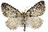  (Dysstroma rutlandia - CNCLEP00102169)  @15 [ ] CreativeCommons - Attribution (2012) CNC/CBG Photography Group Centre for Biodiversity Genomics