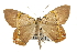  (Phrygionis paradoxata - CNCLEP00102212)  @13 [ ] CreativeCommons - Attribution (2013) CBG Photography Group Centre for Biodiversity Genomics