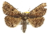  (Zale metata - CNCLEP00102241)  @15 [ ] CreativeCommons - Attribution (2013) CBG Photography Group Centre for Biodiversity Genomics