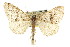  ( - CNCLEP00102448)  @14 [ ] CreativeCommons - Attribution (2013) CBG Photography Group Centre for Biodiversity Genomics