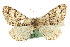  ( - CNCLEP00102450)  @13 [ ] CreativeCommons - Attribution (2013) CBG Photography Group Centre for Biodiversity Genomics