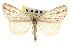  ( - CNCLEP00102454)  @15 [ ] CreativeCommons - Attribution (2013) CBG Photography Group Centre for Biodiversity Genomics