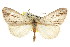  ( - CNCLEP00102456)  @11 [ ] CreativeCommons - Attribution (2013) CBG Photography Group Centre for Biodiversity Genomics