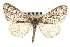  ( - CNCLEP00102460)  @14 [ ] CreativeCommons - Attribution (2013) CBG Photography Group Centre for Biodiversity Genomics