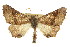  ( - CNCLEP00102512)  @11 [ ] CreativeCommons - Attribution (2013) CBG Photography Group Centre for Biodiversity Genomics