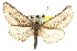  ( - CNCLEP00102534)  @14 [ ] CreativeCommons - Attribution (2013) CBG Photography Group Centre for Biodiversity Genomics