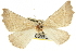  ( - CNCLEP00102633)  @11 [ ] CreativeCommons - Attribution (2013) CBG Photography Group Centre for Biodiversity Genomics