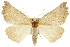  (Plataea calcaria - CNCLEP00102634)  @14 [ ] CreativeCommons - Attribution (2013) CBG Photography Group Centre for Biodiversity Genomics