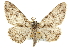  ( - CNCLEP00102716)  @11 [ ] CreativeCommons - Attribution (2013) CBG Photography Group Centre for Biodiversity Genomics