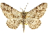  ( - CNCLEP00102717)  @11 [ ] CreativeCommons - Attribution (2013) CBG Photography Group Centre for Biodiversity Genomics