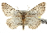  ( - CNCLEP00102726)  @15 [ ] CreativeCommons - Attribution (2013) CBG Photography Group Centre for Biodiversity Genomics