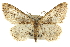  (Parapheromia lichenaria - CNCLEP00102727)  @15 [ ] CreativeCommons - Attribution (2013) CBG Photography Group Centre for Biodiversity Genomics